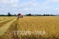 Thủ tướng chỉ đạo khẩn trương thực hiện các giải pháp đảm bảo cân đối cung cầu lúa gạo