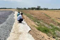 Khẩn trương bồi thường cho người dân có lúa chết cạnh công trường xây dựng cao tốc Cần Thơ - Cà Mau