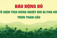 Báo động đỏ về diện tích rừng nhiệt đới bị phá hủy trên toàn cầu