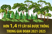 Hơn 1,4 tỷ cây xanh đã được trồng trong giai đoạn 2021 - 2025
