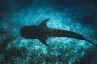 Maldives ra mắt dự án Tech4Nature để bảo vệ cá mập voi mang tính biểu tượng