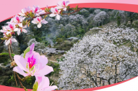 Lễ hội Hoa Ban năm 2026: Điểm hẹn mùa Xuân hấp dẫn