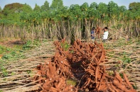 Dự án "Khoai mì bền vững" của Ajinomoto Việt Nam nhận được trợ cấp Chính phủ Nhật Bản