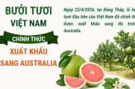 Bưởi tươi Việt Nam chính thức xuất khẩu sang Australia
