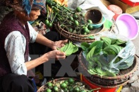 Cảnh giác việc thương lái ráo riết thu mua quả cau non với giá cao