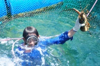 Dân đảo Lý Sơn đầu tư tiền tỷ nuôi thủy sản quý