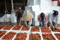 Doanh nghiệp mua vải thiều giá cao hơn 10% thương lái Trung Quốc