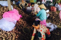 Giải cứu hơn 10.000 tấn khoai lang tại Vĩnh Long bị thương lái Trung Quốc ép giá