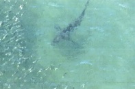 Nhiều bãi tắm ở Nhật Bản phải đóng cửa vì cá mập bất ngờ xuất hiện