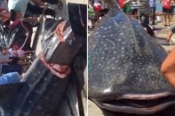 Ngư dân dùng cưa xẻ thịt con cá mập voi còn sống gây phẫn nộ