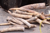 Phát hiện vụ vận chuyển ngà voi, sừng tê giác tại sân bay Nội Bài