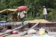Đồng bằng sông Cửu Long: Giá một số loại lúa gạo tăng trở lại