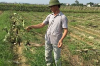Nông dân méo mặt vì hoa mắt với quảng cáo giống cà tím