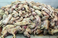 Kinh hoàng “đường đi” của thịt bẩn từ các cửa ngõ đổ về TPHCM