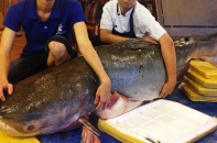 Cá tra nặng 200kg về quán nhậu Sài Gòn