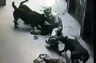 Chuyên gia dạy cách phòng chống khi bị chó dữ tấn công