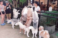 Quán cà phê độc đáo khiến tín đồ yêu chó "mê tít"