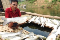 Vụ cá chết trên sông Bưởi: Đại diện mía đường Hòa Bình xin lỗi và trao tiền hỗ trợ