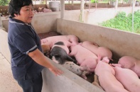Thương lái Trung Quốc dừng mua, giá lợn hơi lao dốc 