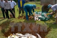 Xác định nguyên nhân khiến cá nuôi bị chết tại đảo Phú Quý