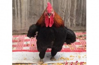 Chú gà trống với hành động phi thường được so sánh với Quan Vũ