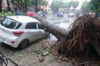 Hà Nội: Mưa gió cực mạnh đang quần thảo, cây đổ la liệt