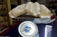 Cất khối ngọc trai trị giá 100 triệu USD trong nhà 10 năm mà không biết