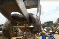 Dùng cần cẩu di chuyển trăn khổng lồ nặng 400 kg