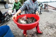 Kéo thùng lớn, thả 30 kg cá chép tiễn ông Táo