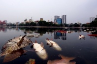 Hà Nội: Cá ở hồ Hoàng Cầu lại chết đúng ngày 8/6