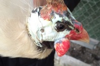 Đẻ nghìn con mới ra một con, đại gia săn lùng gà sao bạch tạng chơi Tết