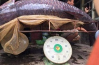 Ngư dân bắt được cá trắm đen "khủng" 71kg gần hồ Thác Bà