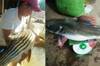 Chong đèn đi bắt cá “khủng” trên dòng dòng Sê San