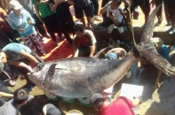Bắt được cá ngừ đại dương vây vàng nặng gần 400 kg ở Trường Sa