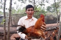 Khuyết tật từ nhỏ, “Vua gà" lấy 2 bằng đại học và sáng tạo mô hình gà dược liệu