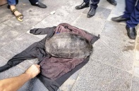  PGS.TS Hà Đình Đức nói gì về rùa Hồ Gươm 15kg vừa bị câu trộm?