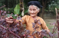 Hiệu ứng tích cực, nhân văn từ cụ bà 83 tuổi xin thoát nghèo