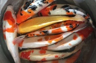 Có sai lầm khi cúng ông Công ông Táo bằng cá Koi của Nhật Bản? 