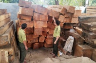 Bắt khẩn cấp 7 đối tượng liên quan đến vụ phá rừng tại huyện Kbang