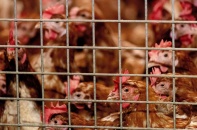 Trung Quốc: Phát hiện một bệnh nhân nhiễm virus H5N6 tại tỉnh Hồ Nam