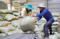 Gạo Việt chốt đơn hàng xuất khẩu sớm   