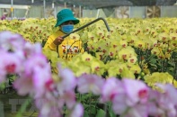 Thủ phủ hoa Lâm Đồng chuẩn bị cho đợt cao điểm vụ Tết Nguyên đán 2021