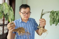 Tràn lan sâm Ngọc Linh giả
