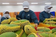 Xuất khẩu xoài ngắm mốc 650 triệu USD