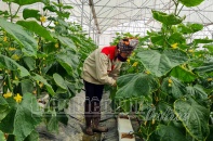 Điện Biên hỗ trợ doanh nghiệp nhỏ và vừa
