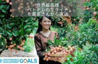 20 tấn vải thiều Bắc Giang ở Nhật Bản tiêu thụ gần hết trong ngày đầu
