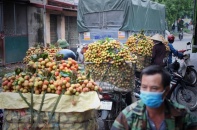 Quản lý thị trường hỗ trợ Bắc Giang tiêu thụ 3.000 tấn vải thiều