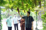Thái Nguyên nhân rộng các mô hình sản xuất nông nghiệp an toàn