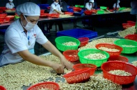 Nhập khẩu điều thô tăng bất thường