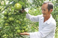 Hậu Giang phát triển nông nghiệp bền vững